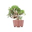 Juniperus chinensis Itoigawa, 18 cm, ± 18 anni, con interessanti jin e shari