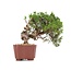 Juniperus chinensis Itoigawa, 18 cm, ± 18 anni, con interessanti jin e shari