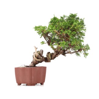 Juniperus chinensis Itoigawa, 21 cm, ± 18 jaar