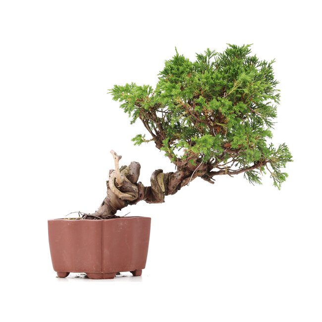 Juniperus chinensis Itoigawa, 21 cm, ± 18 jaar oud, met interessante jin en shari