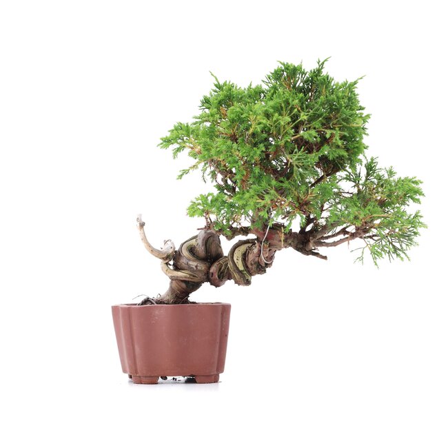 Juniperus chinensis Itoigawa, 21 cm, ± 18 Jahre alt, mit interessantem Jin und Shari