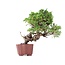 Juniperus chinensis Itoigawa, 21 cm, ± 18 anni, con interessanti jin e shari