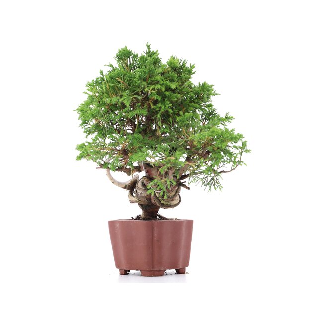 Juniperus chinensis Itoigawa, 21 cm, ± 18 Jahre alt, mit interessantem Jin und Shari