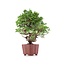 Juniperus chinensis Itoigawa, 21 cm, ± 18 jaar oud, met interessante jin en shari