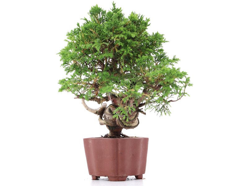 Juniperus chinensis Itoigawa, 21 cm, ± 18 jaar oud, met interessante jin en shari