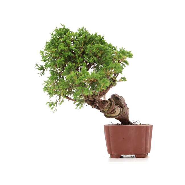 Juniperus chinensis Itoigawa, 21 cm, ± 18 Jahre alt, mit interessantem Jin und Shari