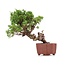 Juniperus chinensis Itoigawa, 21 cm, ± 18 jaar oud, met interessante jin en shari