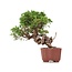 Juniperus chinensis Itoigawa, 21 cm, ± 18 jaar oud, met interessante jin en shari