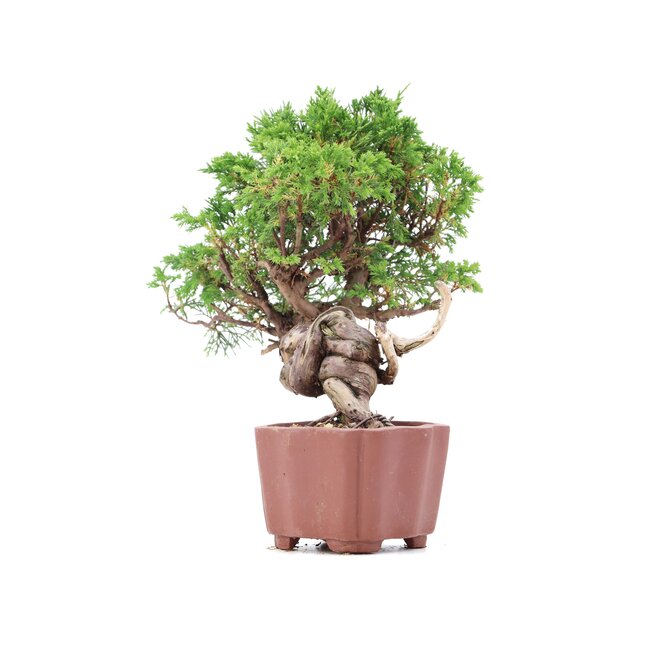 Juniperus chinensis Itoigawa, 21 cm, ± 18 ans, avec d'intéressants jin et shari