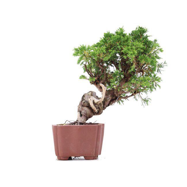 Juniperus chinensis Itoigawa, 21 cm, ± 18 ans, avec d'intéressants jin et shari