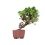 Juniperus chinensis Itoigawa, 21 cm, ± 18 jaar oud, met interessante jin en shari