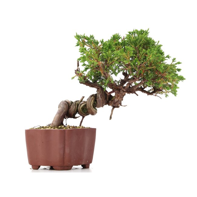 Juniperus chinensis Itoigawa, 18 cm, ± 18 jaar oud, met interessante jin en shari