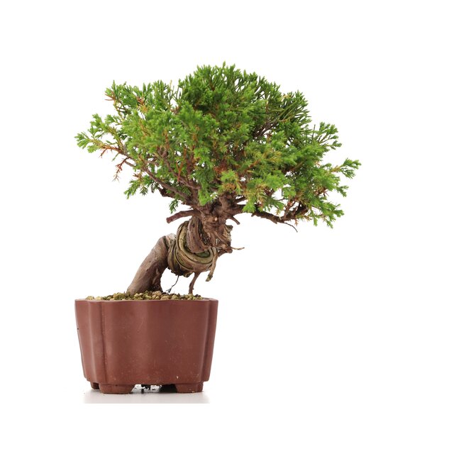 Juniperus chinensis Itoigawa, 18 cm, ± 18 años, con interesantes jin y shari