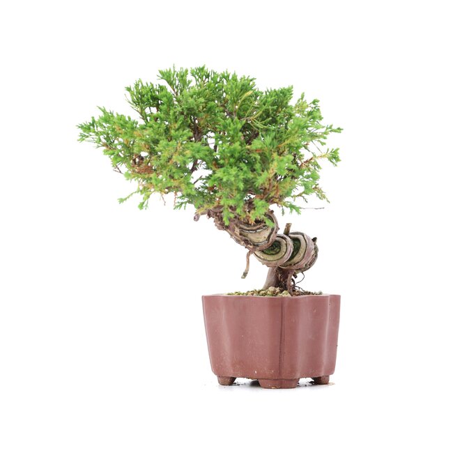 Juniperus chinensis Itoigawa, 18 cm, ± 18 años, con interesantes jin y shari