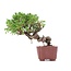 Juniperus chinensis Itoigawa, 18 cm, ± 18 jaar oud, met interessante jin en shari