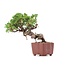 Juniperus chinensis Itoigawa, 18 cm, ± 18 jaar oud, met interessante jin en shari