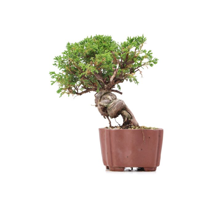 Juniperus chinensis Itoigawa, 18 cm, ± 18 ans, avec d'intéressants jin et shari