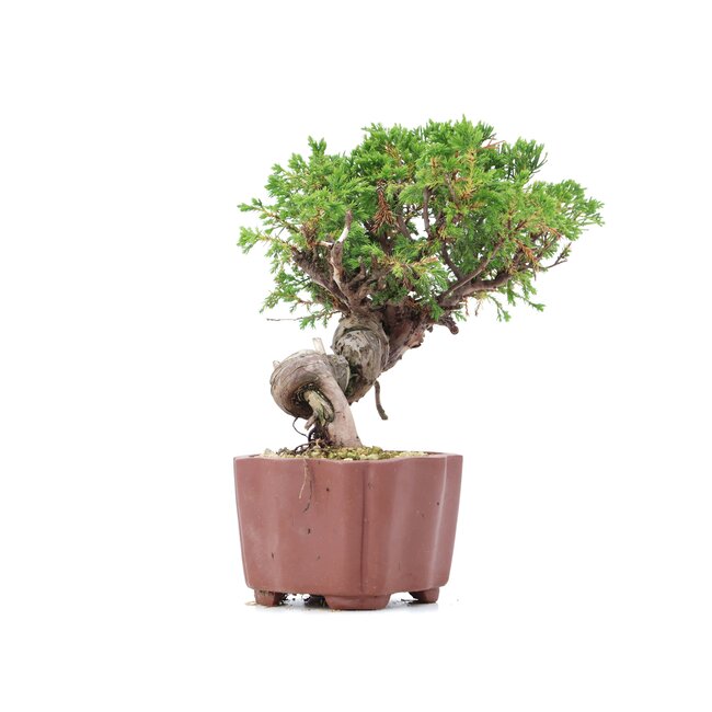 Juniperus chinensis Itoigawa, 18 cm, ± 18 ans, avec d'intéressants jin et shari