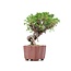 Juniperus chinensis Itoigawa, 18 cm, ± 18 anni, con interessanti jin e shari