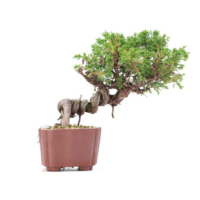 Juniperus chinensis Itoigawa, 18 cm, ± 18 jaar oud, met interessante jin en shari