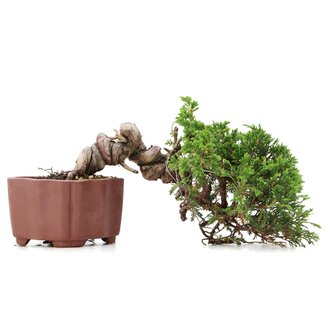 Juniperus chinensis Itoigawa, 13 cm, ± 18 Jahre alt