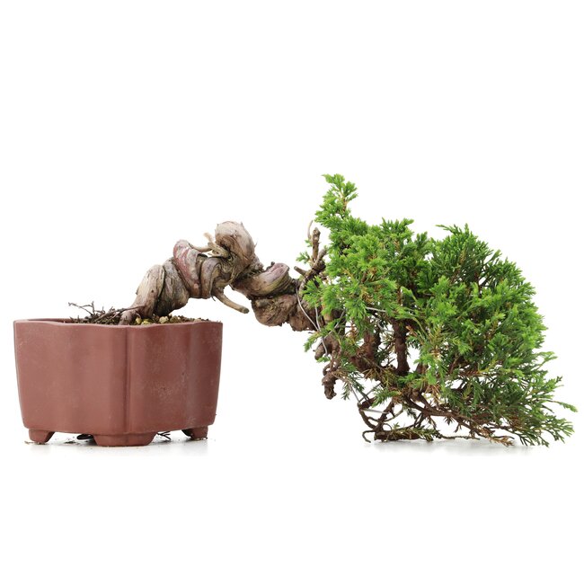 Juniperus chinensis Itoigawa, 13 cm, ± 18 jaar oud, met interessante jin en shari