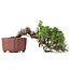 Juniperus chinensis Itoigawa, 13 cm, ± 18 jaar oud, met interessante jin en shari