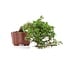 Juniperus chinensis Itoigawa, 13 cm, ± 18 jaar oud, met interessante jin en shari