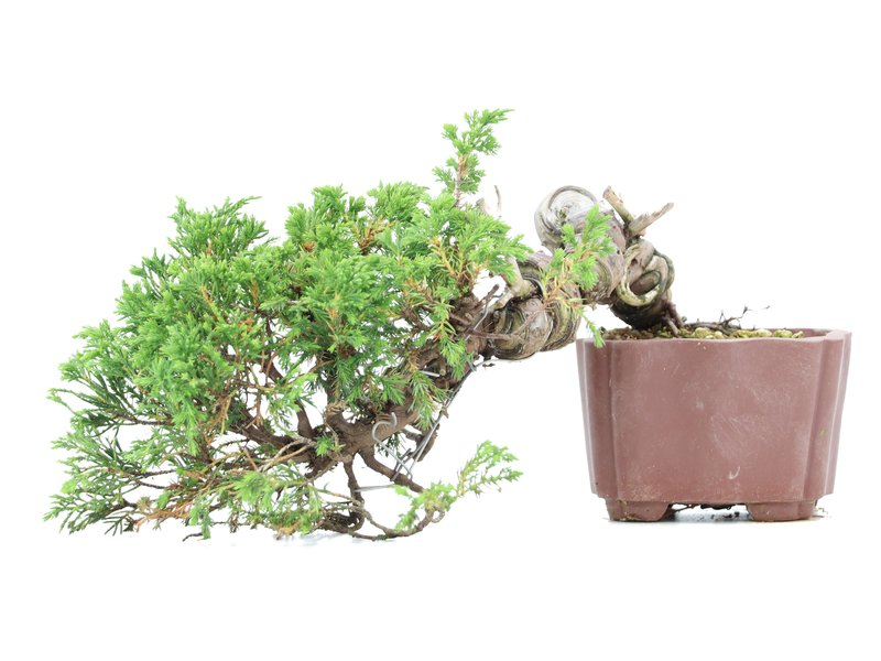 Juniperus chinensis Itoigawa, 13 cm, ± 18 Jahre alt, mit interessantem Jin und Shari
