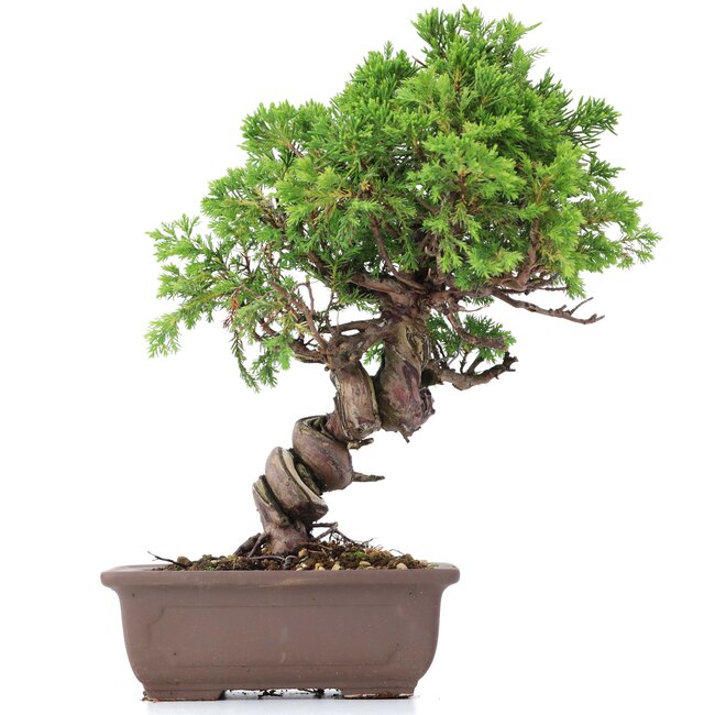 Juniperus chinensis Itoigawa, 24 cm, ± 18 jaar oud, met interessante jin en shari