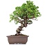 Juniperus chinensis Itoigawa, 24 cm, ± 18 anni, con interessanti jin e shari