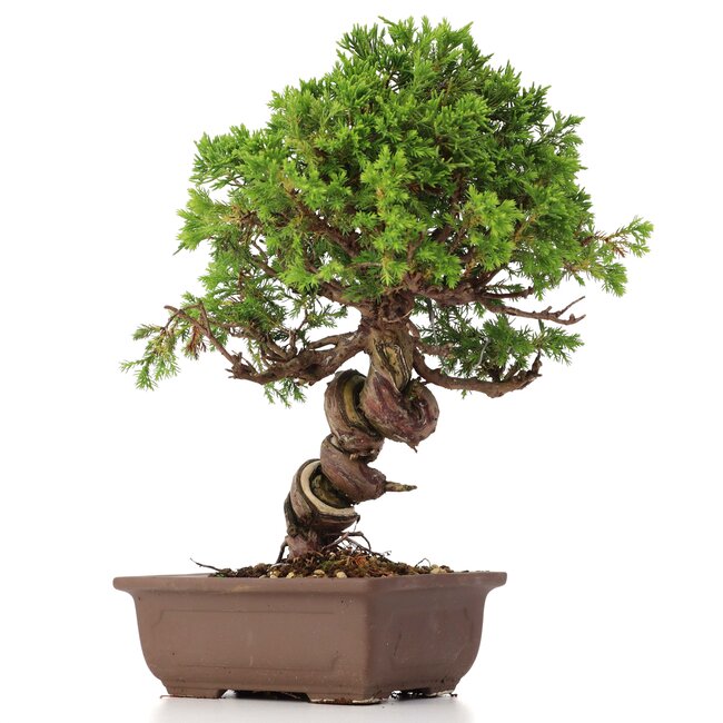 Juniperus chinensis Itoigawa, 24 cm, ± 18 Jahre alt, mit interessantem Jin und Shari