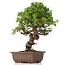 Juniperus chinensis Itoigawa, 24 cm, ± 18 anni, con interessanti jin e shari