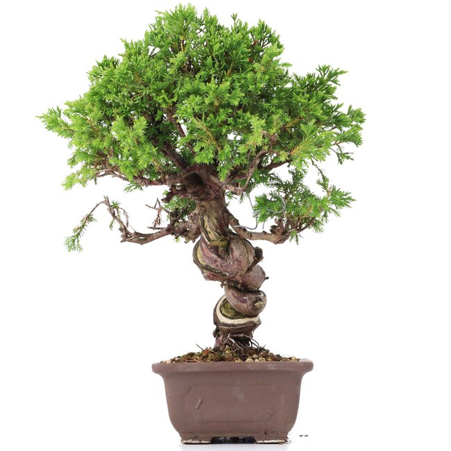 Juniperus chinensis Itoigawa, 24 cm, ± 18 anni, con interessanti jin e shari