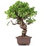 Juniperus chinensis Itoigawa, 24 cm, ± 18 jaar oud, met interessante jin en shari