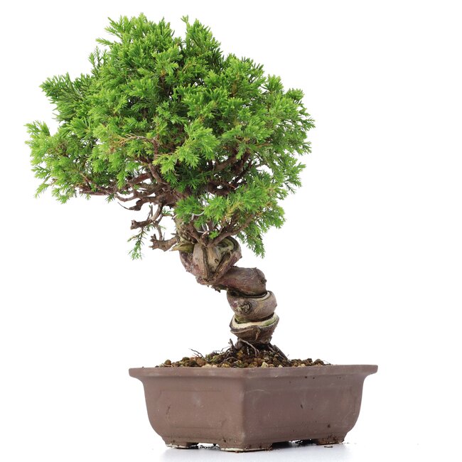 Juniperus chinensis Itoigawa, 24 cm, ± 18 anni, con interessanti jin e shari