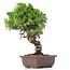 Juniperus chinensis Itoigawa, 24 cm, ± 18 anni, con interessanti jin e shari