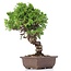 Juniperus chinensis Itoigawa, 24 cm, ± 18 jaar oud, met interessante jin en shari