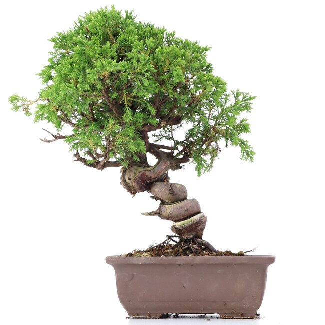 Juniperus chinensis Itoigawa, 24 cm, ± 18 jaar oud, met interessante jin en shari