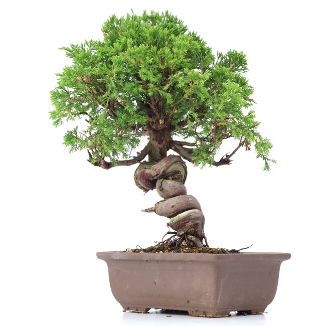 Juniperus chinensis Itoigawa, 24 cm, ± 18 anni, con interessanti jin e shari