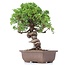 Juniperus chinensis Itoigawa, 24 cm, ± 18 jaar oud, met interessante jin en shari