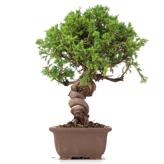 Juniperus chinensis Itoigawa, 24 cm, ± 18 anni, con interessanti jin e shari