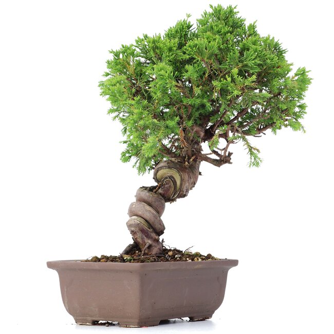 Juniperus chinensis Itoigawa, 24 cm, ± 18 jaar oud, met interessante jin en shari