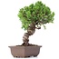 Juniperus chinensis Itoigawa, 24 cm, ± 18 anni, con interessanti jin e shari