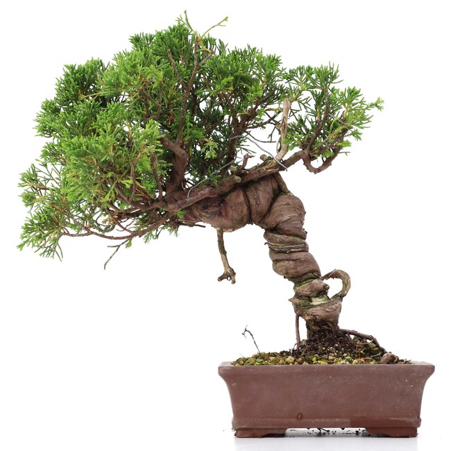 Juniperus chinensis Itoigawa, 24 cm, ± 18 Jahre alt, mit interessantem Jin und Shari