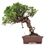 Juniperus chinensis Itoigawa, 24 cm, ± 18 jaar oud, met interessante jin en shari