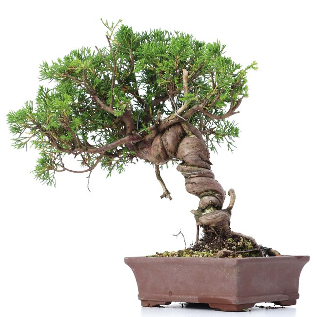 Juniperus chinensis Itoigawa, 24 cm, ± 18 years old, with interesting jin and shari