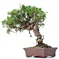 Juniperus chinensis Itoigawa, 24 cm, ± 18 jaar oud, met interessante jin en shari