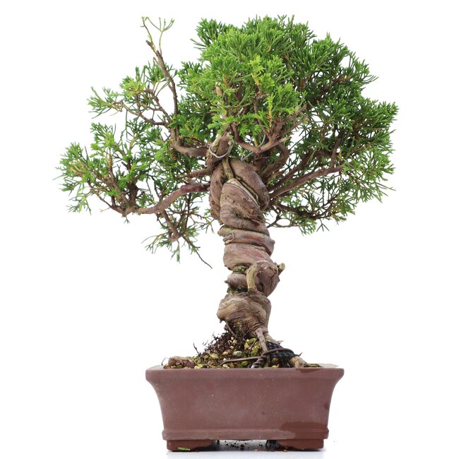 Juniperus chinensis Itoigawa, 24 cm, ± 18 jaar oud, met interessante jin en shari