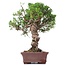 Juniperus chinensis Itoigawa, 24 cm, ± 18 anni, con interessanti jin e shari